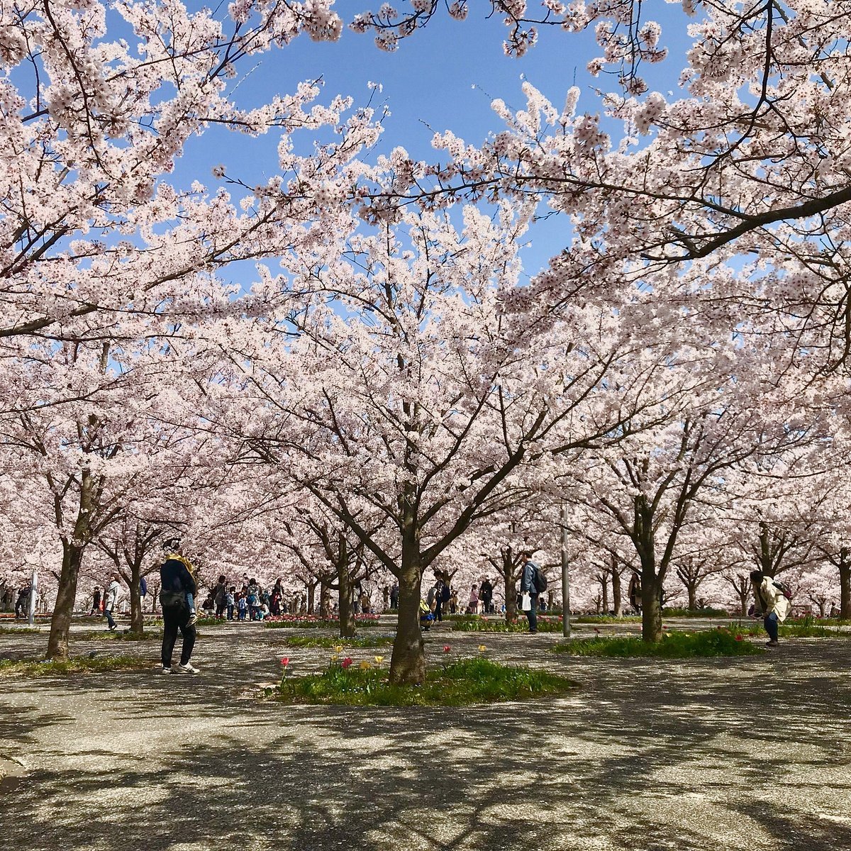 🌸 벚꽃 광장(사쿠라 히로바) 이미지 1